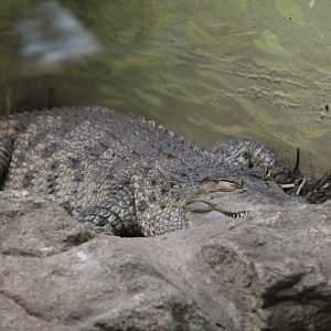 Philippine Crocodile