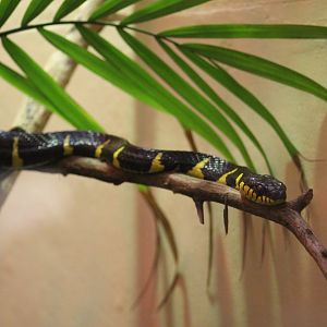 Mangrove Snake