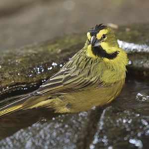 Yellow cardinal