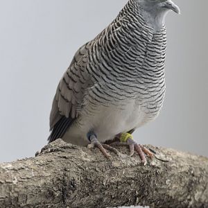 Barred dove