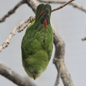 Blue-crowned hanging parrot, hanging