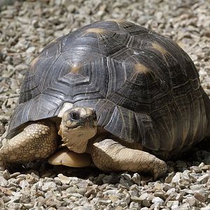 Radiated tortoise