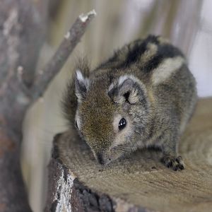 Swinhoe's striped squirrel