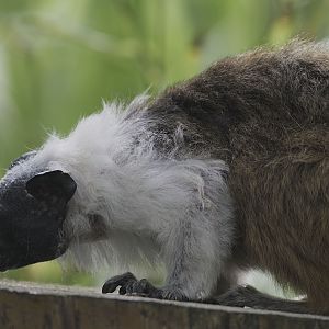Pied tamarin