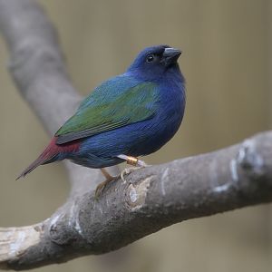 Sunda parrot finch