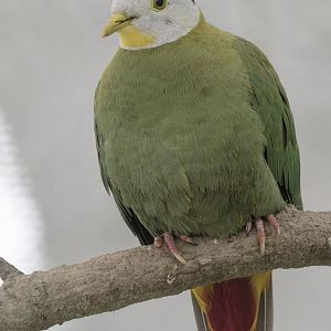 Black-naped fruit dove
