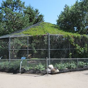 Great Grey Owl Exhibit