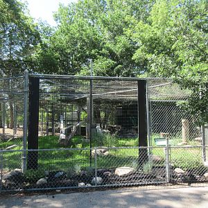 Canada Lynx Exhibit #2