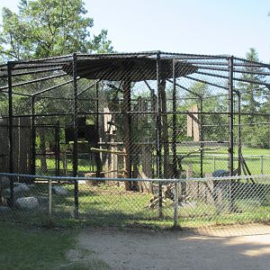 Great Horned Owl Exhibit