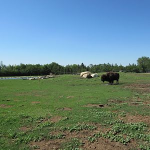 Plains Bison Exhibit