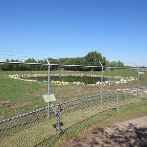 Plains Bison Exhibit