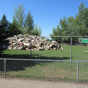 Bighorn Sheep Exhibit