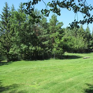 White-tailed Deer Exhibit