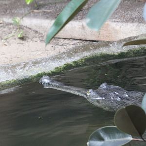 Nepalese Gharial