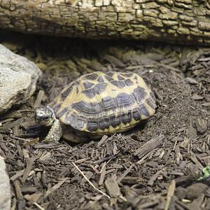 Common Spider Tortoise