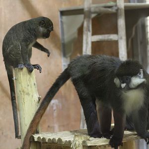 Allen's Swamp Monkey & Schmidt's Guenon