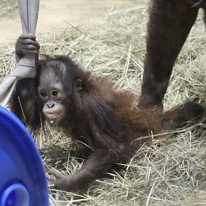 Baby Bornean Orangutan