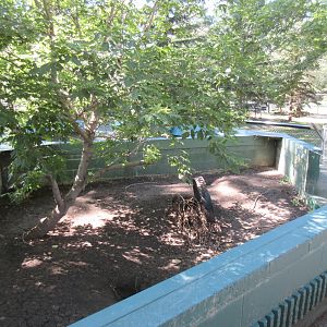 American Badger Exhibit