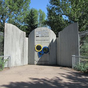 Raptor Roost - Red-tailed Hawks + Barn Owls