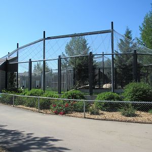 Grey Wolf Exhibit