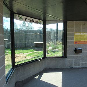 Cougar Exhibit