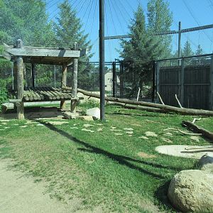 Cougar Exhibit