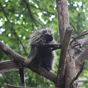 North American Porcupine