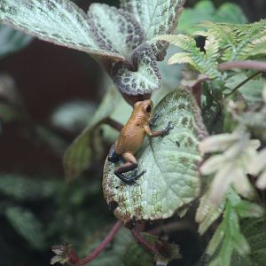 Strawberry Poison Dart Frog