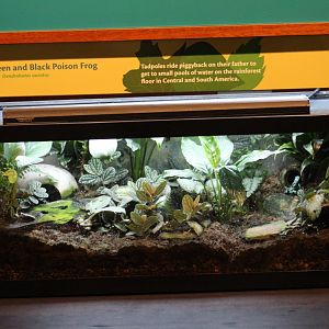 Green-and-Black Poison Dart Frog Enclosure
