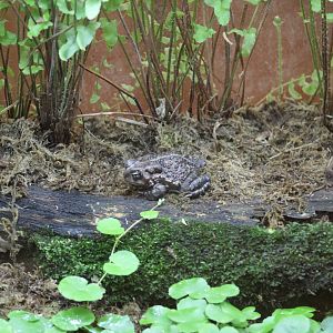Fowler's Toad