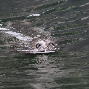 Blind Harbor Seal