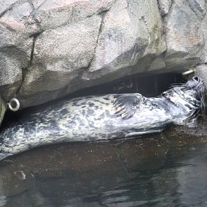 Grey Seal