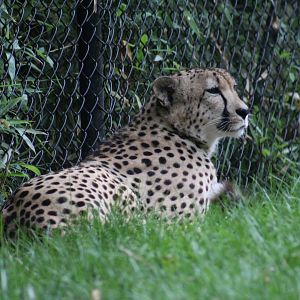 South African Cheetah