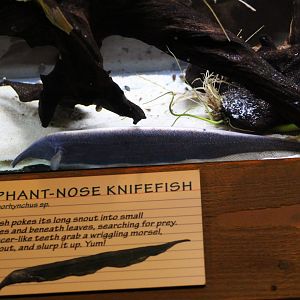 Elephant Tube-Snouted Ghost Knifefish