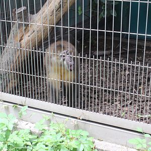 Golden-bellied mangabey