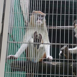 Patas monkey sitting in a weird way