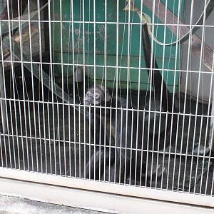 White-bellied spider monkey