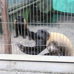 Red-backed bearded saki