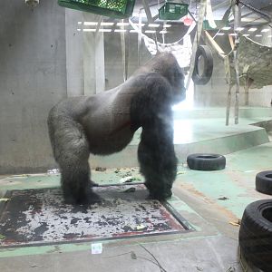 Western lowland gorilla