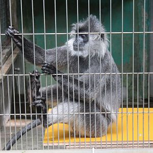 Silvered lutung