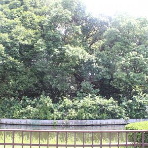 Squirrel monkey exhibit