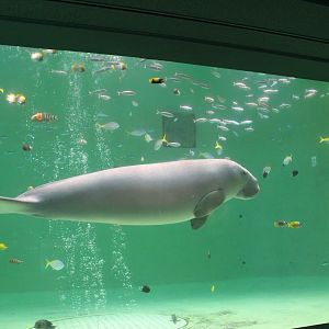 Dugong