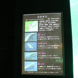 Finless porpoise sign