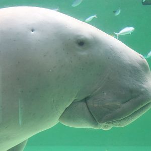 Dugong