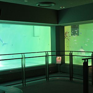 Dugong and finless porpoise