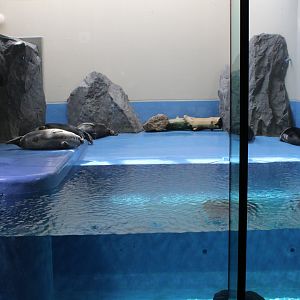 Baikal seal exhibit