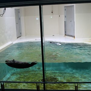 Sea otter exhibit