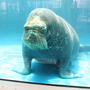Walrus