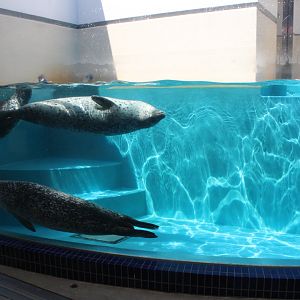 Exhibit for spotted seal