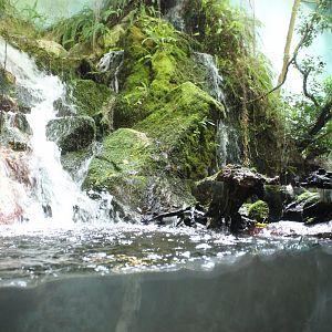 Forest exhibit for various fish